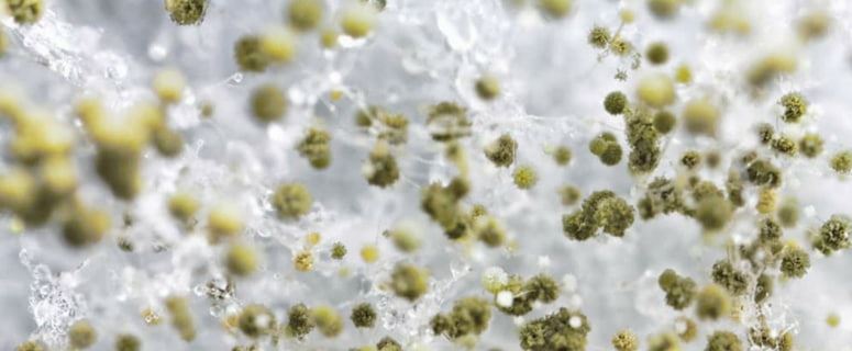 mold