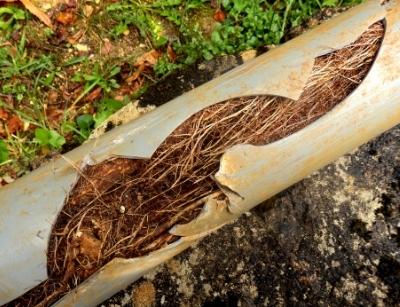 tree roots in a pipe